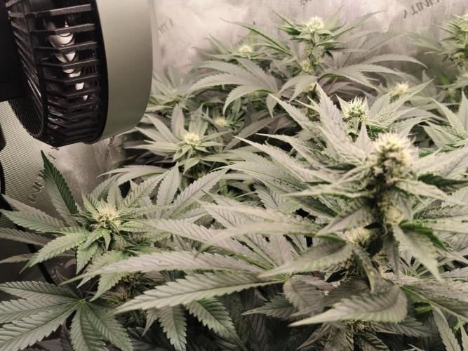 Guzzlerz. Week 10