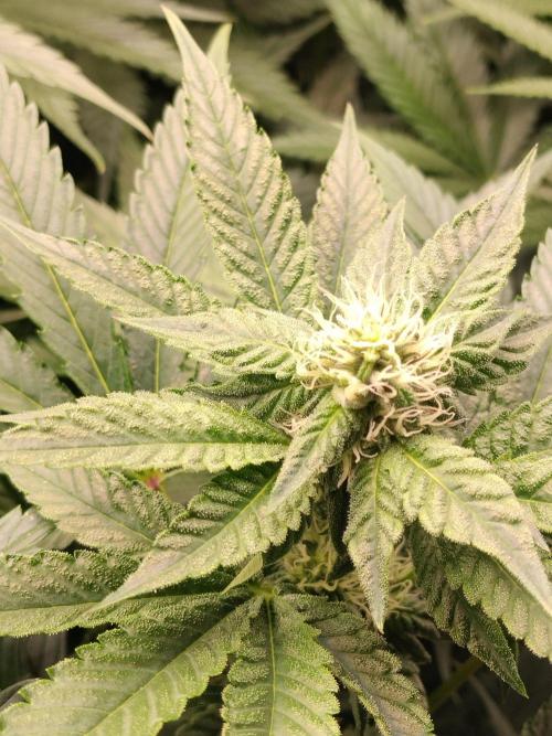 Guzzlerz. Week 10