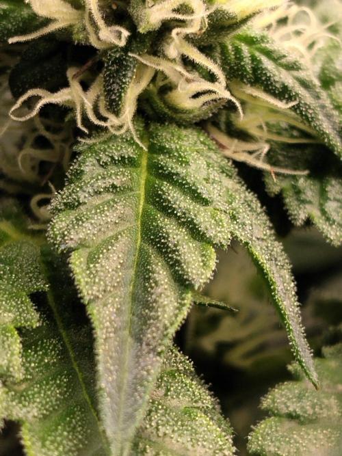 Guzzlerz. Week 10