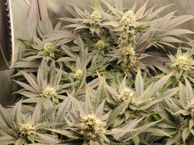 Guzzlerz. Week 11