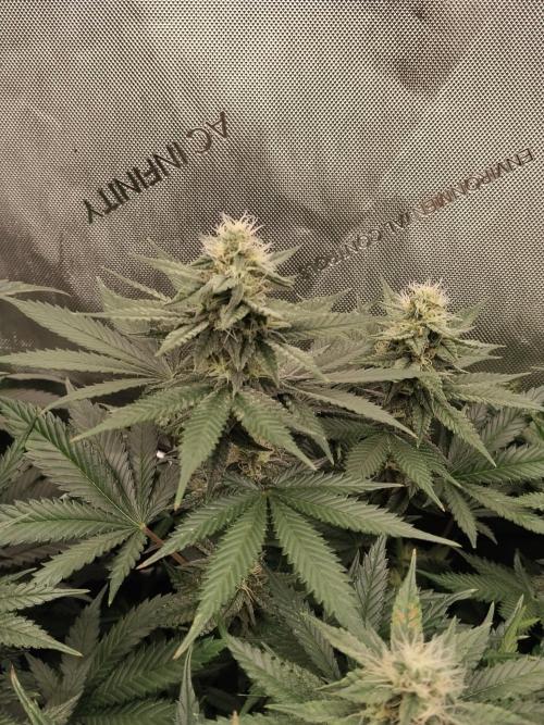 Guzzlerz. Week 11