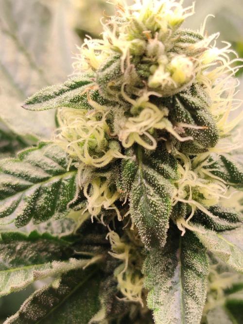Guzzlerz. Week 11