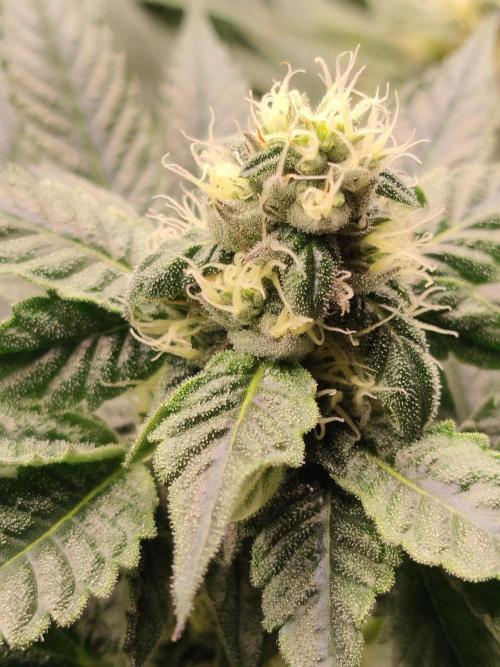Guzzlerz. Week 11