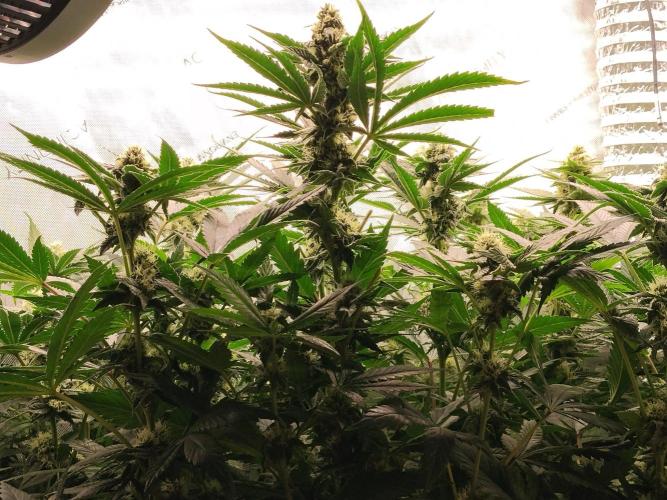 Guzzlerz. Week 11