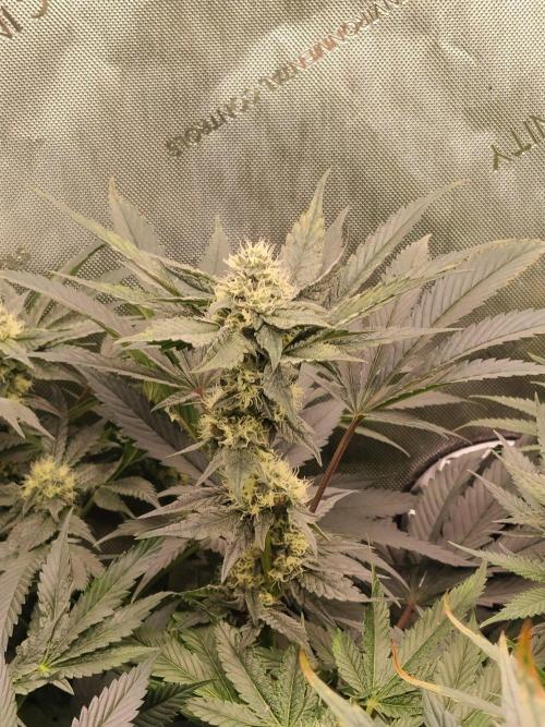 Guzzlerz. Week 11