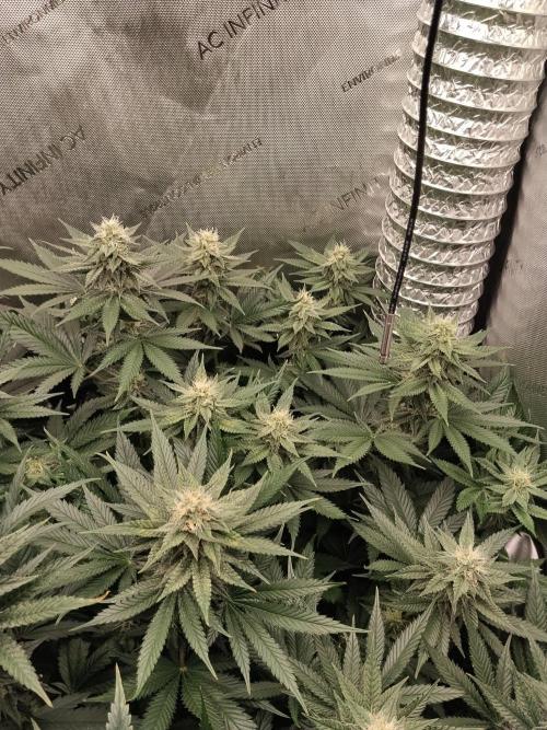 Promo Seeds MJ 2026. Week 12