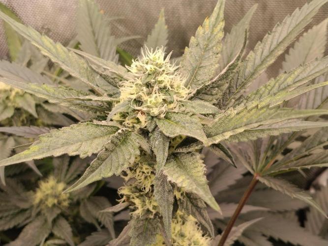 Promo Seeds MJ 2026. Week 12