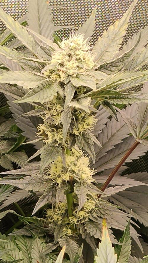 Promo Seeds MJ 2026. Week 12