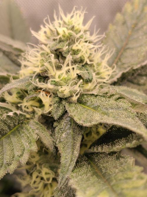 Promo Seeds MJ 2026. Week 12