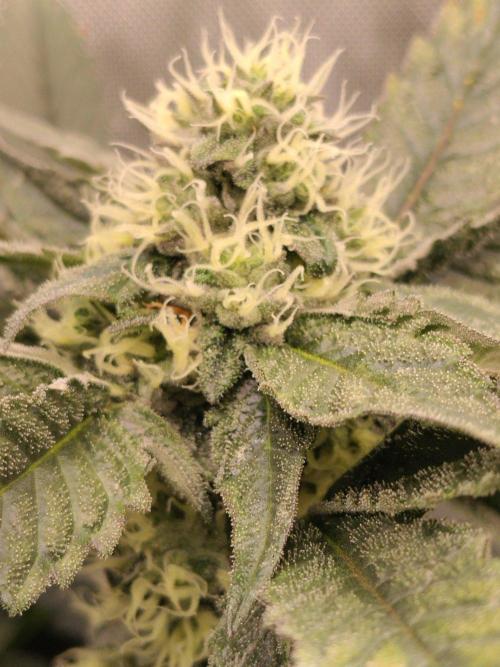 Promo Seeds MJ 2026. Week 12
