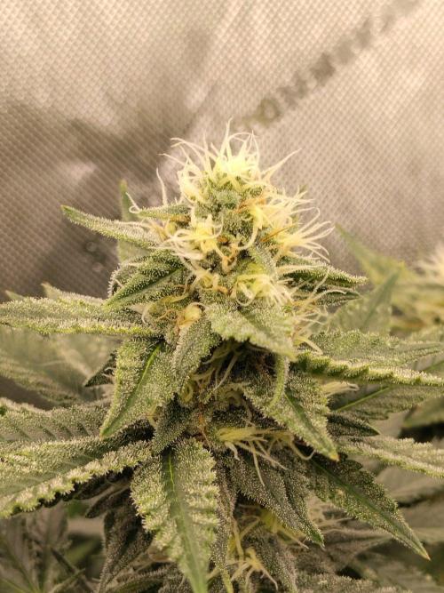 Promo Seeds MJ 2026. Week 12