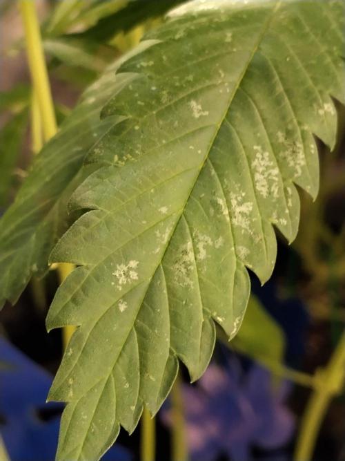 Promo Seeds MJ 2026. Week 12 - Fraßspuren der Thripslarven 