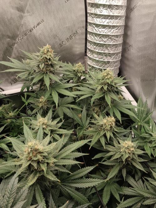 Promo Seeds MJ 2026. Week 13