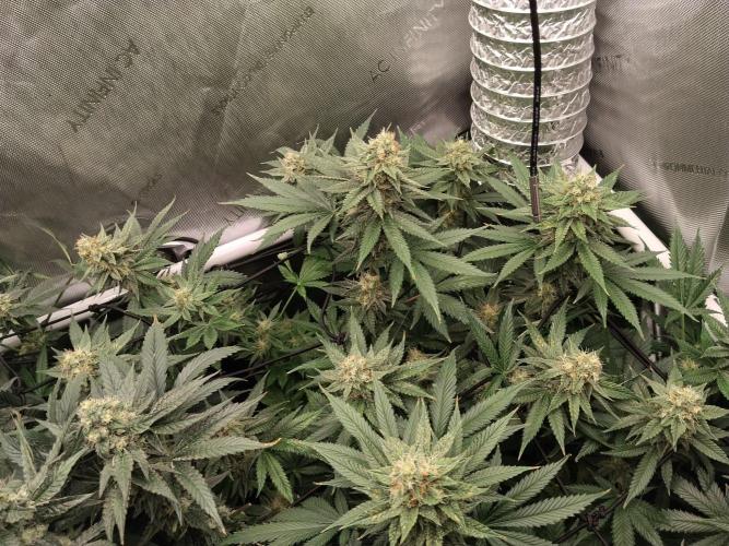 Promo Seeds MJ 2026. Week 13