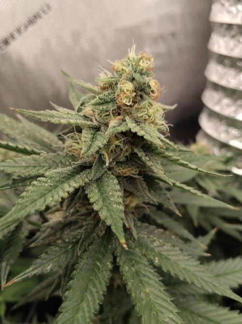 Promo Seeds MJ 2026. Week 13