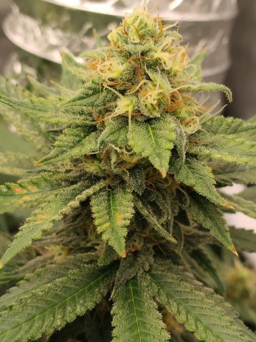 Promo Seeds MJ 2026. Week 13