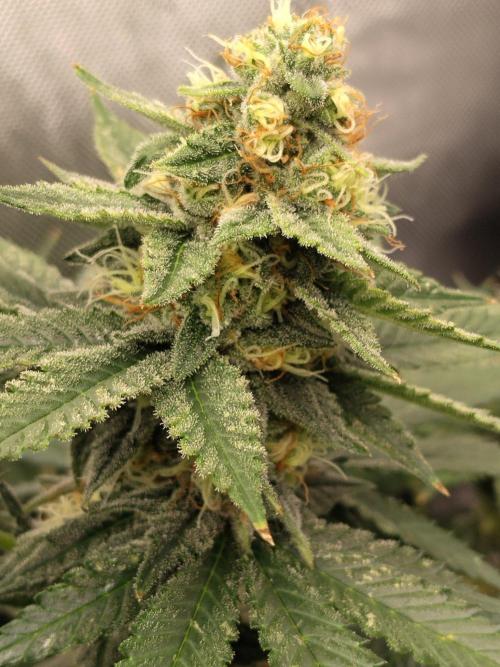 Promo Seeds MJ 2026. Week 13