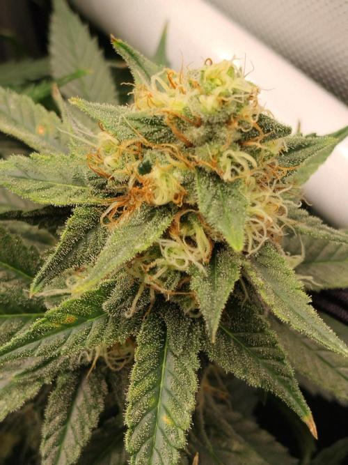 Promo Seeds MJ 2026. Week 13