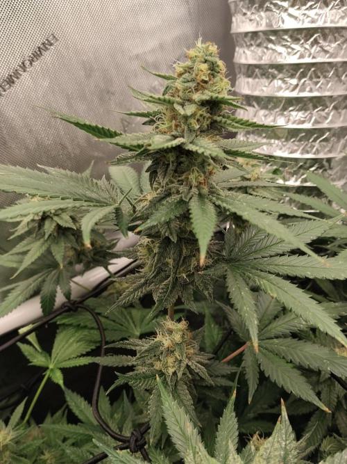 Promo Seeds MJ 2026. Week 13
