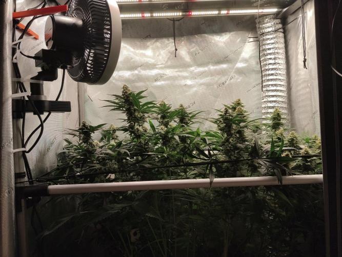 Guzzlerz. Week 12