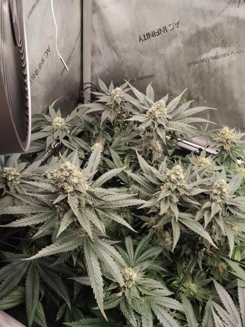 Guzzlerz. Week 12