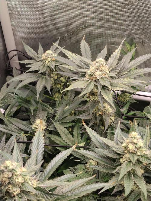 Guzzlerz. Week 12