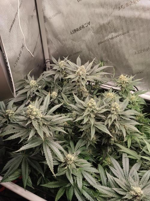 Guzzlerz. Week 12