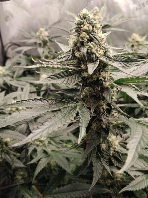Guzzlerz. Week 12