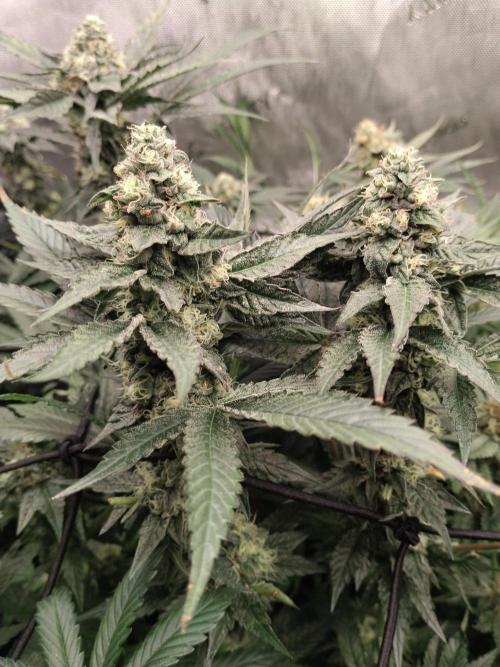 Guzzlerz. Week 12