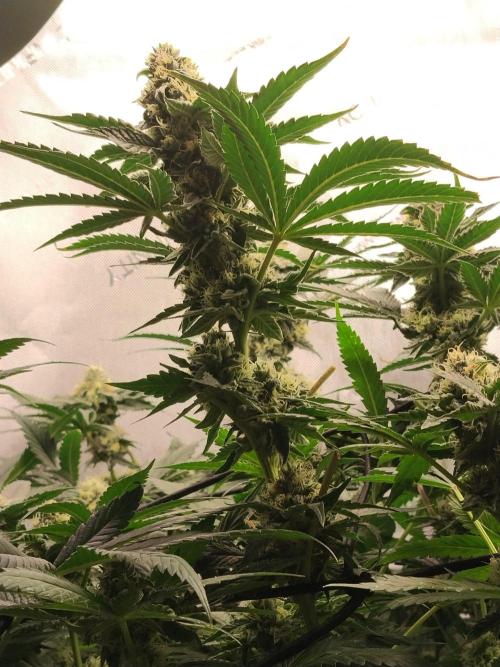 Guzzlerz. Week 12