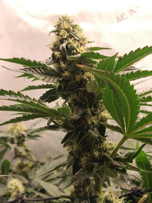 Guzzlerz. Week 12