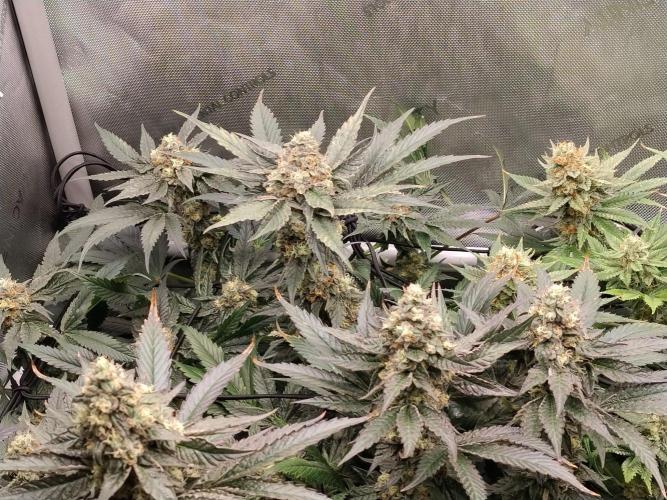 Guzzlerz. Week 13