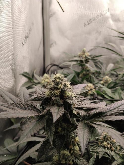 Guzzlerz. Week 13