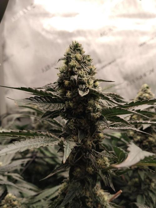 Guzzlerz. Week 13