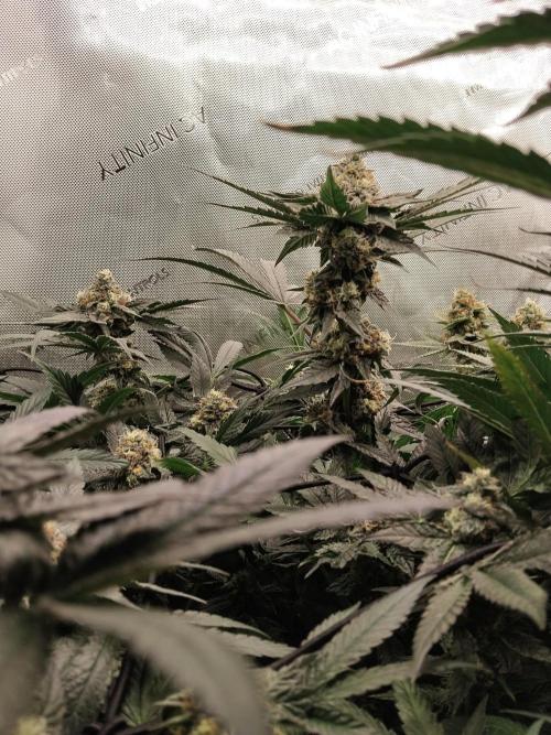 Guzzlerz. Week 13