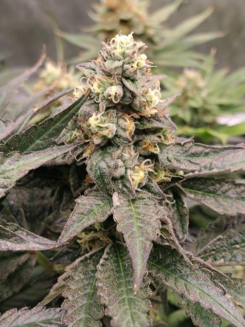Guzzlerz. Week 13
