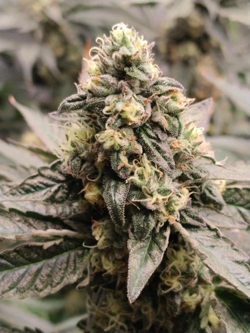 Guzzlerz. Week 13