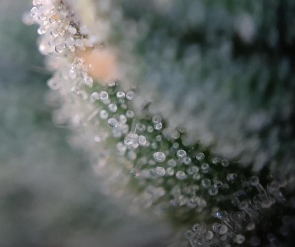 Guzzlerz. Week 13