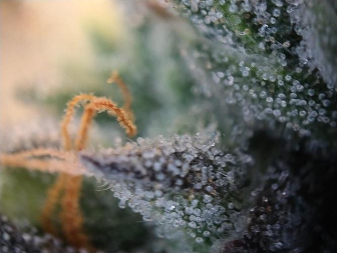Guzzlerz. Week 13
