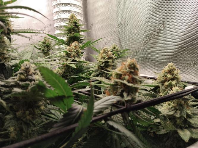 Promo Seeds MJ 2026. Week 14