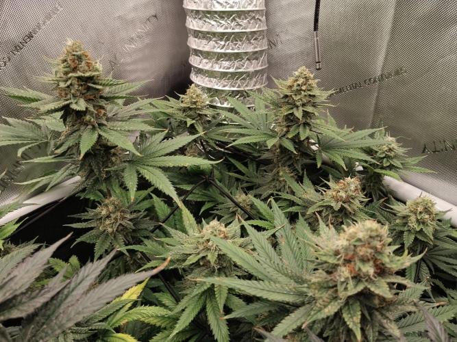 Promo Seeds MJ 2026. Week 14