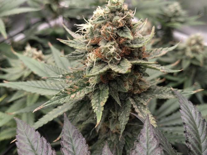 Promo Seeds MJ 2026. Week 14
