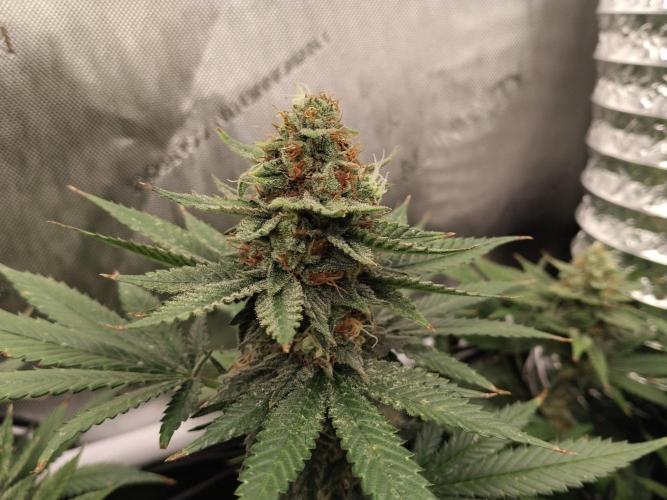 Promo Seeds MJ 2026. Week 14