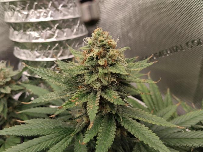 Promo Seeds MJ 2026. Week 14