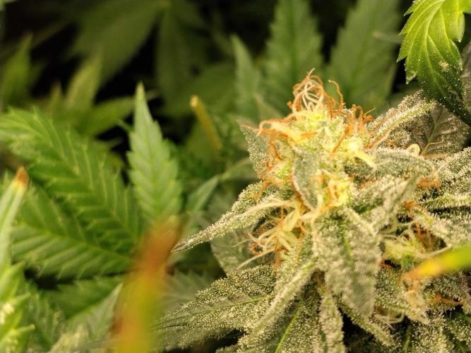 Promo Seeds MJ 2026. Week 14