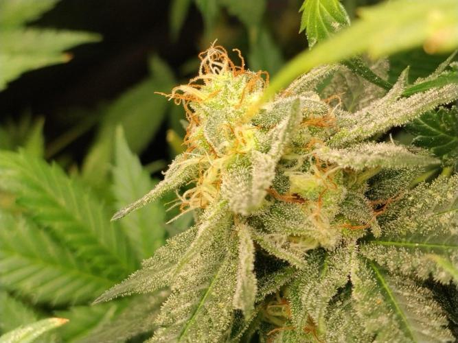 Promo Seeds MJ 2026. Week 14