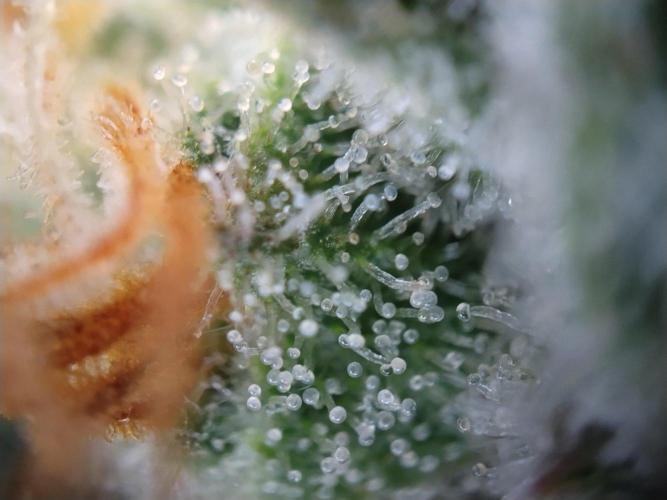 Promo Seeds MJ 2026. Week 14