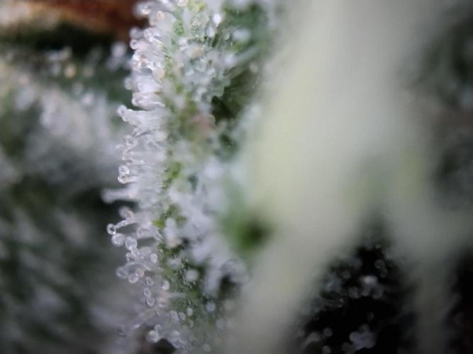 Promo Seeds MJ 2026. Week 14