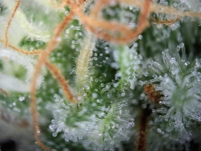 Promo Seeds MJ 2026. Week 14