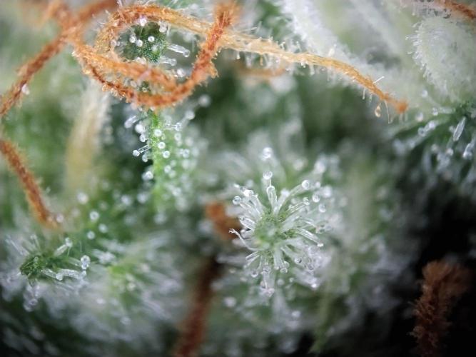 Promo Seeds MJ 2026. Week 14